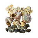 Kit de Conchas Naturais Decorativas para Decoração e Artesanato