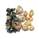 Kit de Conchas Naturais Decorativas para Decoração e Artesanato