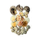 Kit de Conchas Naturais Decorativas para Decoração e Artesanato