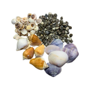 Kit de Conchas Naturais Decorativas para Decoração e Artesanato