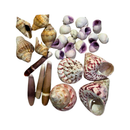 Kit de Conchas Naturais Decorativas para Decoração e Artesanato