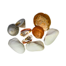 Kit de Conchas Naturais Decorativas para Decoração e Artesanato