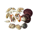 Kit de Conchas Naturais Decorativas para Decoração e Artesanato