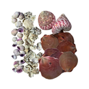 Kit de Conchas Naturais Decorativas para Decoração e Artesanato