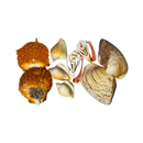Kit de Conchas Naturais Decorativas para Decoração e Artesanato
