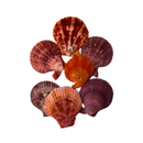 Kit de Conchas Naturais Decorativas para Decoração e Artesanato