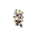 Kit de Conchas Naturais Decorativas para Decoração e Artesanato